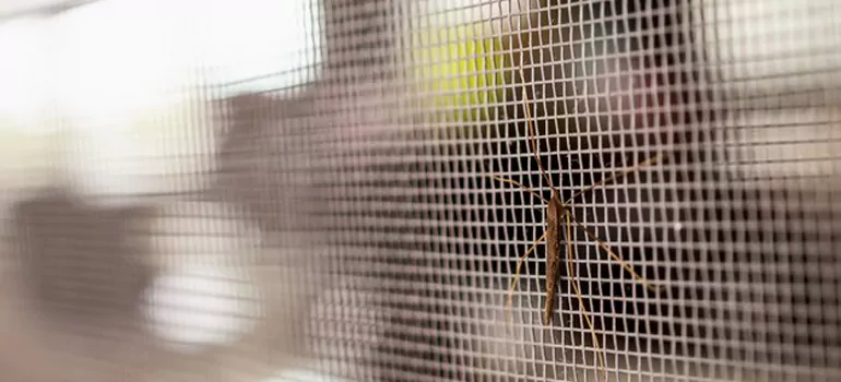 Repair Mosquito Mesh For Windows in Sarasota Springs, FL
